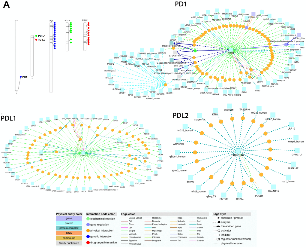 (A) Chromosomal locations and positively selected sites of PD1, PDL1, and PDL2 genes. The chromosome number is indicated above each bar. The chromosome size is indicated by its relative length using the information from NCBI. The scale of the chromosome is millions of base pairs (Mb). Functional interaction network of PD1, PDL1 and PDL2 genes generated by the visualization environment of Consensus Path DB meta-database, after conserved synteny and functional enrichment analysis. The network of the PD1 gene contains 107 interactions and 62 physical entity nodes. The network of PDL1 contains 125 interaction and 55 physical entity nodes. The network of PDL2 contains 56 interaction and 22 physical entity nodes. Each node represents a physical entity (gene, protein or compound). Each edge represents an interaction.