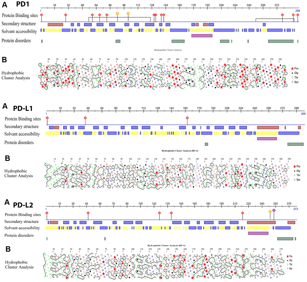 (A) Proteins analysis showing the results of the binding site, solvent accessibility and protein disorder predictions in the human PD1, PD-L1 and PD-L2 sequences. (B) Hydrophobic cluster analysis (HCA) plots of the human PD proteins. HCA plots were constructed with the HCA 1.0.2 program. HCA uses the standard one-letter amino acid abbreviations except for four amino acids, as shown in the key. Hydrophobic residues are outlined. Clusters of hydrophobic residues are usually associated with regular secondary structures (α helices or β sheets). Zigzagging vertical lines of hydrophobic residues indicate alternating hydrophobic and non-hydrophobic residues, typical of exposed β sheets (for example, β2, β3, β5, and β6). Continuous hydrophobic clusters are more common in internal β sheets.