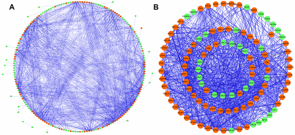 Protein-protein interaction network and modules analysis. (A) Protein-protein interaction network of differentially expressed RBPs; (B) critical module from PPI network. Green circles: down-regulation with a fold change of more than 2; red circles: up-regulation with fold change of more than 2.