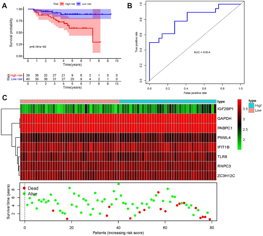 Risk score analysis of eight-genes prognostic model in the GSE31210 cohort. (A) Survival curve for low- and high-risk subgroups; (B) ROC curves for forecasting OS based on risk score; (C) Expression heat map, risk score distribution, and survival status.