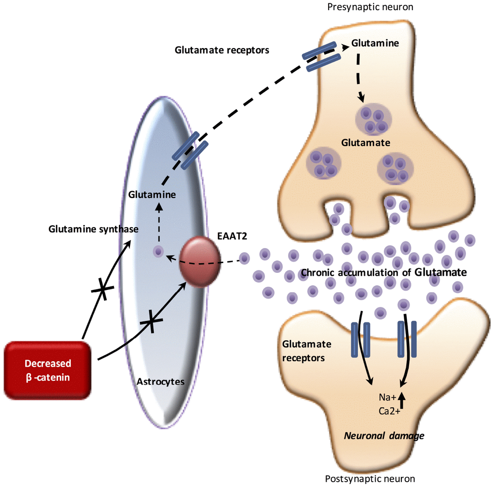 The WNT pathway and glutamate in AD. Under physiological conditions, glutamate released from the presynaptic neuron stimulates ionotropic glutamate receptors present on the postsynaptic neuron. The resulting influx of Na+ and Ca2+ into the cell leads to depolarization and generation of an action potential. However, chronic elevation of glutamate through impairment of EAAT2 and GS causes neuronal damage and leads to AD. In AD, the downregulation of β-catenin signaling inhibits the activity of EAAT2. Chronic accumulation of glutamate (through an impaired EAAT2 function, as glutamate reuptake function) induces excitotoxicity and then, neuronal death.