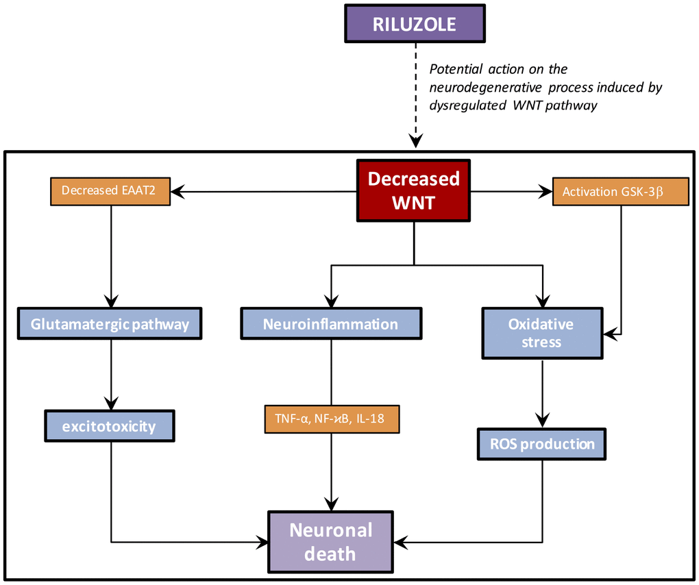 Riluzole potential action in AD. By directly targeting the WNT pathway, Riluzol could act on neuroinflammation, oxidative stress and the glutamatergic pathway involved in AD process.