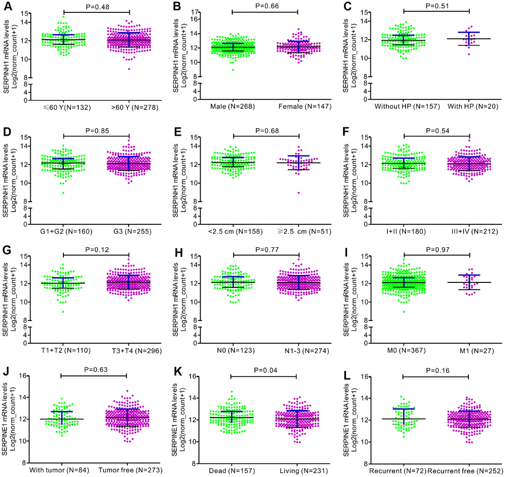 Correlation analyses between SERPINH1 mRNA levels and different clinicopathological characteristics of GC patients. The association between SERPINH1 levels and clinicopathological characteristics of GC patients, including (A) Age (P=0.48); (B) Gender (P=0.66); (C) Infection of Helicobacter pylori (HP; P=0.51); (D) Tumor grade (G) stage (P=0.85); (E) Tumor size (P=0.68); (F) Tumor Node Metastasis (TNM) stage (P=0.54); (G) Tumor (T) stage (P=0.12); (H) Node (N) stage (P=0.77); (I) Metastasis (M) stage (P=0.97); (J) Tumor status (P=0.63); (K) Overall Survival (OS; P=0.04); (L) Relapse-free survival (RFS; P=0.16).