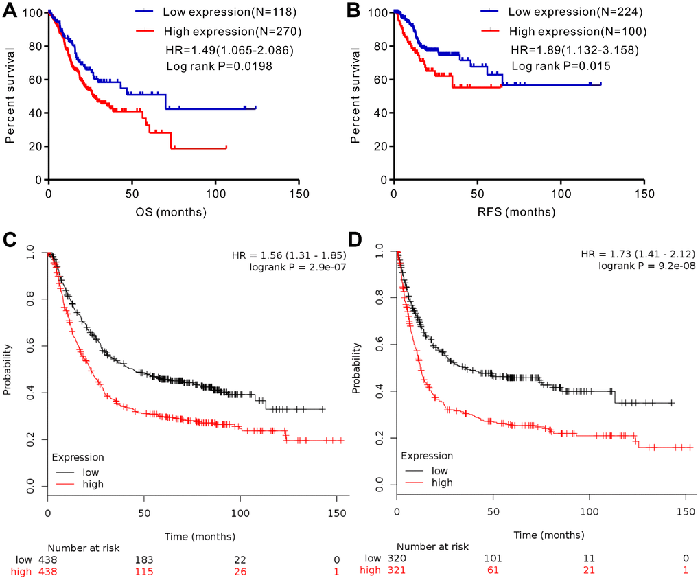 Analysis of the prognostic significance of SERPINH1 mRNA levels in GC patients. (A) Patients with high SERPINH1 mRNA levels show significantly poorer OS than patients with low SERPINH1 mRNA levels in the TCGA-STAD dataset (N=388, HR=1.49, P=0.0198). (B) Patients with high SERPINH1 mRNA levels show poorer RFS than patients with low SERPINH1 mRNA levels in the TCGA-STAD dataset (N=324, HR=1.89, P=0.015). (C) GC patients with high SERPINH1 mRNA levels show poorer OS than the GC patients with low SERPINH1 levels in the Kaplan-Meier Plotter database (N=876, HR=1,56, PD) GC patients with high SERPINH1 mRNA levels show poorer PFS than GC patients with low SERPINH1 levels in the Kaplan-Meier Plotter database (N=641, HR=1.73, P