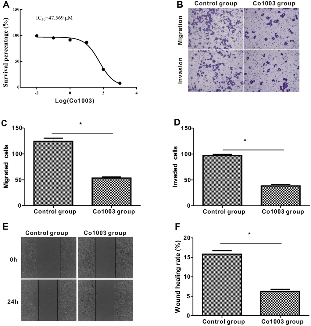 Anti-tumor effects of CO1003 in GC cells. (A) CCK-8 assay analysis shows concentration-dependent inhibition of proliferation of SGC-7901 GC cells by CO1003 (0, 0.01, 0.1, 1, 10, 100, 1000 μM). This curve was used to determine the IC50 concentration of CO1003, which is the concentration of CO1003 required to reduce proliferation of SGC-7901 cells by 50%. IC50 for CO1003 is 47.56 μM. (B) Transwell migration and invasion assay shows reduced migration and invasion of CO1003-treated SGC-7901 cells compared to the DMSO-treated GC cells. (C, D) Histogram plots show total number of (C) migrating and (D) invading DMSO- and CO1003-treated SGC-7901 cells. (E) Representative images of wound healing assay show that the distance between wound edges was significantly higher in Co1003-treated SGC-7901 cells compared with the DMS-treated SGC-7901 cells. (F) Wound healing assay shows lower wound healing rate because of reduced migration in CO1003-treated SGC-7901 cells compared with the DMSO-treated SGC-7901 cells.