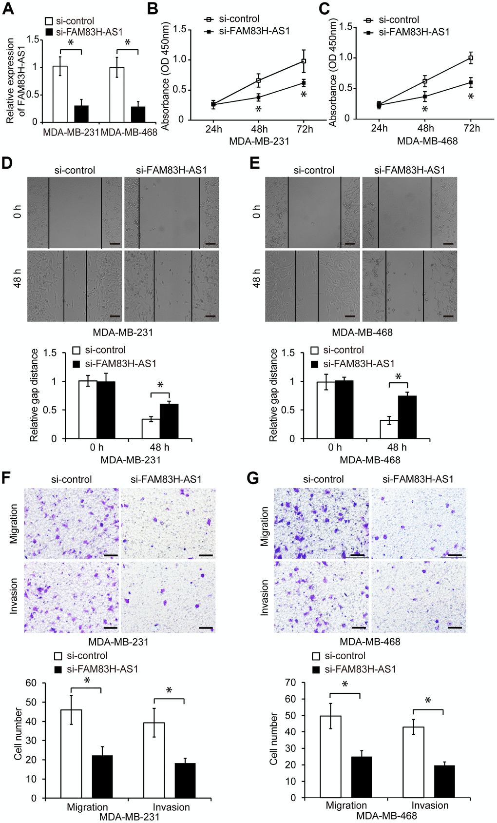 FAM83H-AS1 suppression inhibits TNBC cell proliferation, migration, and invasion. (A) qRT-PCR of FAM83H-AS1 expression in TNBC cells transfected with si-control or si-FAM83H-AS1 RNA. (B, C) Proliferation of TNBC cells transfected with si-control or si-FAM83H-AS1 RNA, analyzed by CCK8 assay. (D, E) Wound healing assay of the migration capacity of MDA-MB-231 and MDA-MB-468 cells transfected with si-control or si-FAM83H-AS1. (F, G) Migration and invasion of MDA-MB-231 and MDA-MB-468 cells transfected with si-control or si-FAM83H-AS1. Scale bars, 100 μm. * p 