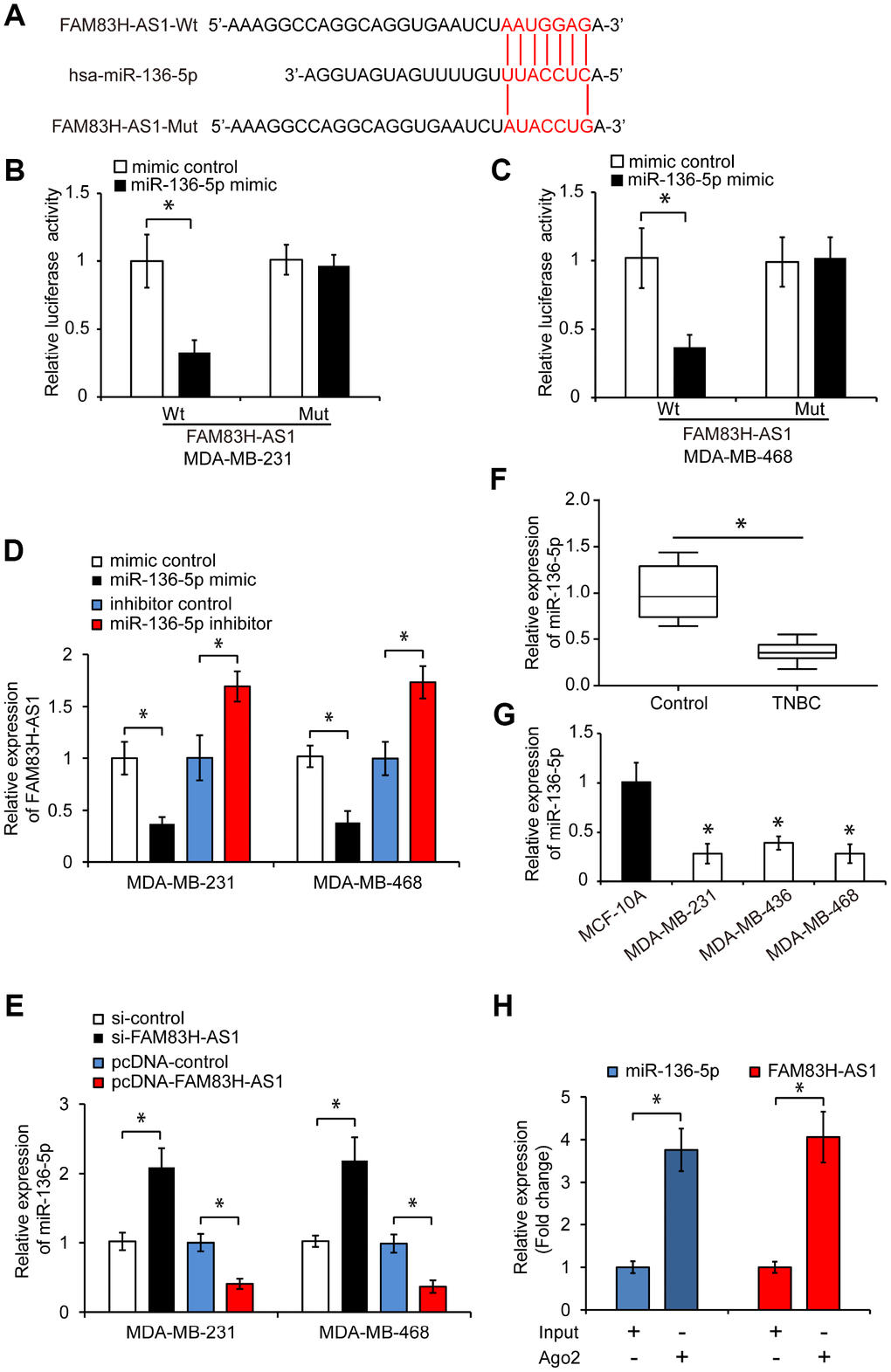 FAM83H-AS1 functions as a sponge for miR-136-5p. (A) Predicted binding site of miR-136-5p in the FAM83H-AS1 sequence and mutated nucleotides. (B, C) Overexpression of miR-136-5p repressed the luciferase activity in TNBC cells transfected with FAM83H-AS1-Wt assessed by luciferase reporter assays. (D) Relative FAM83H-AS1 expression in TNBC cells transfected with mimic control, miR-136-5p mimic, inhibitor control, or miR-136-5p inhibitor. (E) Relative miR-136-5p expression in TNBC cells transfected with si-control, si-FAM83H-AS1, pcDNA-control, or pcDNA-FAM83H-AS1. (F) qRT-PCR analysis of miR-136-5p expression in human TNBC and adjacent control tissues. (G) qRT-PCR analysis of miR-136-5p levels in TNBC cell lines MDA-MB-231, MDA-MB-436, and MDA-MB-468, and a control breast epithelial cell line MCF-10A. (H) RIP assay demonstrating the enrichment of FAM83H-AS1 and miR-136-5p. * p 