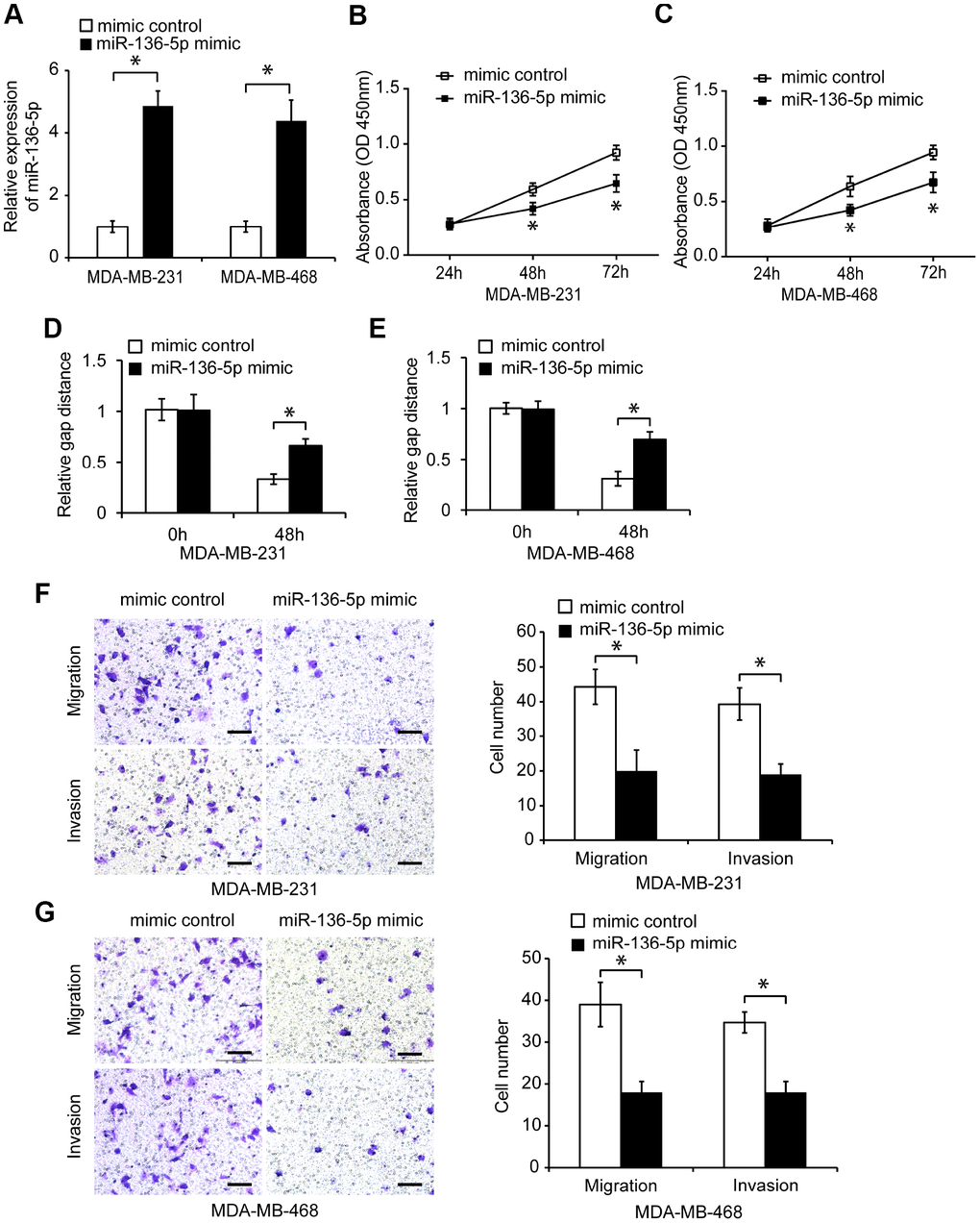 Overexpression of miR-136-5p reduces TNBC cell proliferation, migration, and invasion. (A) Relative miR-136-5p expression in TNBC cells transfected with mimic control or miR-136-5p mimic. (B, C) Proliferation of TNBC cells transfected with mimic control or miR-136-5p mimic, analyzed by CCK8 assay. (D, E) Wound healing assay of the migration capacity of TNBC cells transfected with mimic control or miR-136-5p mimic. (F, G) Migration and invasion of TNBC cells transfected with mimic control or miR-136-5p mimic, analyzed by transwell assays. Scale bars, 100 μm. * p 