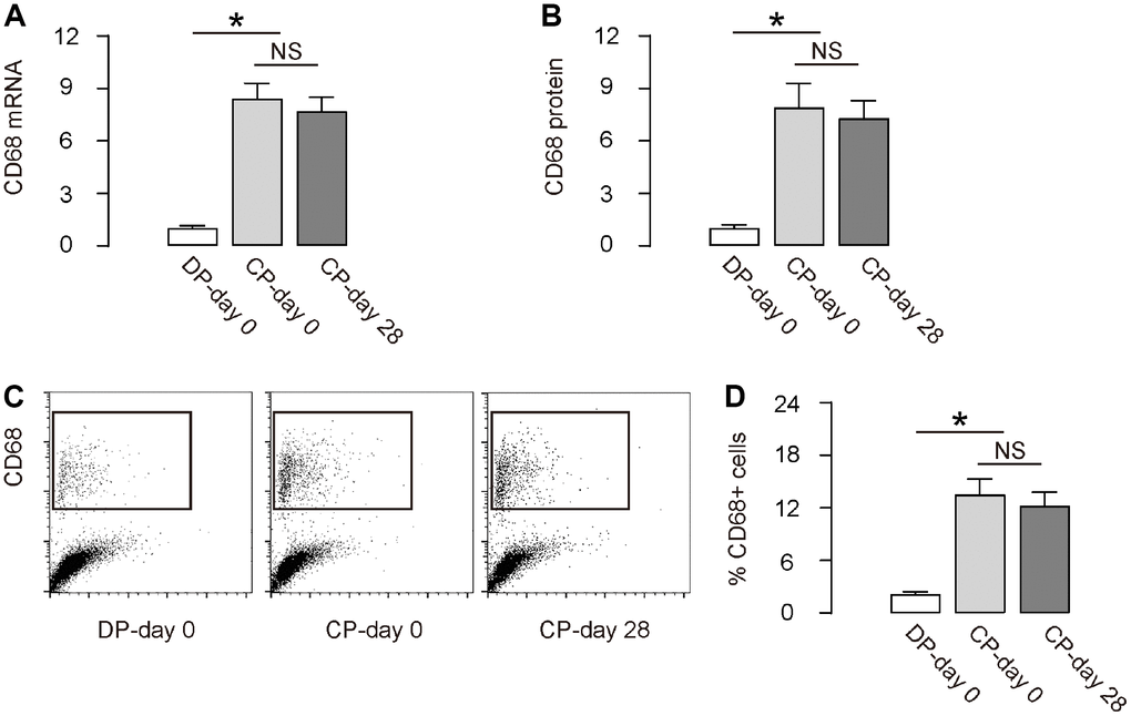 Macrophages increase during DO. (A, B) RT-qPCR for CD68 mRNA (A) and ELISA for CD68 protein (B) in regenerating bone tissue. (C, D) FACS for CD68+ cells in regenerating bone tissue by representative flow charts (C), and by quantification (D). DP-day 0: day 0 of distraction phase, CP-day 0: day 0 of consolidation phase, CP-day 28: day 28 or consolidation phase. *p
