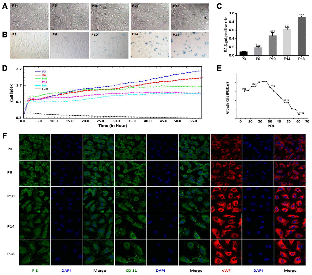 Characterization of senescence in HUVEC cells during continual passaging. (A) Cell morphological characteristics (×100 magnification). (B) Senescence-associated-galactosidase (SA-β-gal) staining (×100 magnification). (C) Percentages of SA-β-gal-positive cells. Data were presented by means ± SE, *** denotes the statistical significance p D) Real-time cell growth curves. The initial 4 or 5 h was the time for cell adherence. (E) Cell growth rates. (F) Cell immunofluorescence assay (×400 magnification). Positive immunoreactivity is shown for several endothelial markers including anti-F8 (green), CD31 (green) and von Willebrand factor (vWF; red) antibodies. Nuclei were stained with 4’, 6-diamidino-2-phenylindole (DAPI) as a contrast (blue).