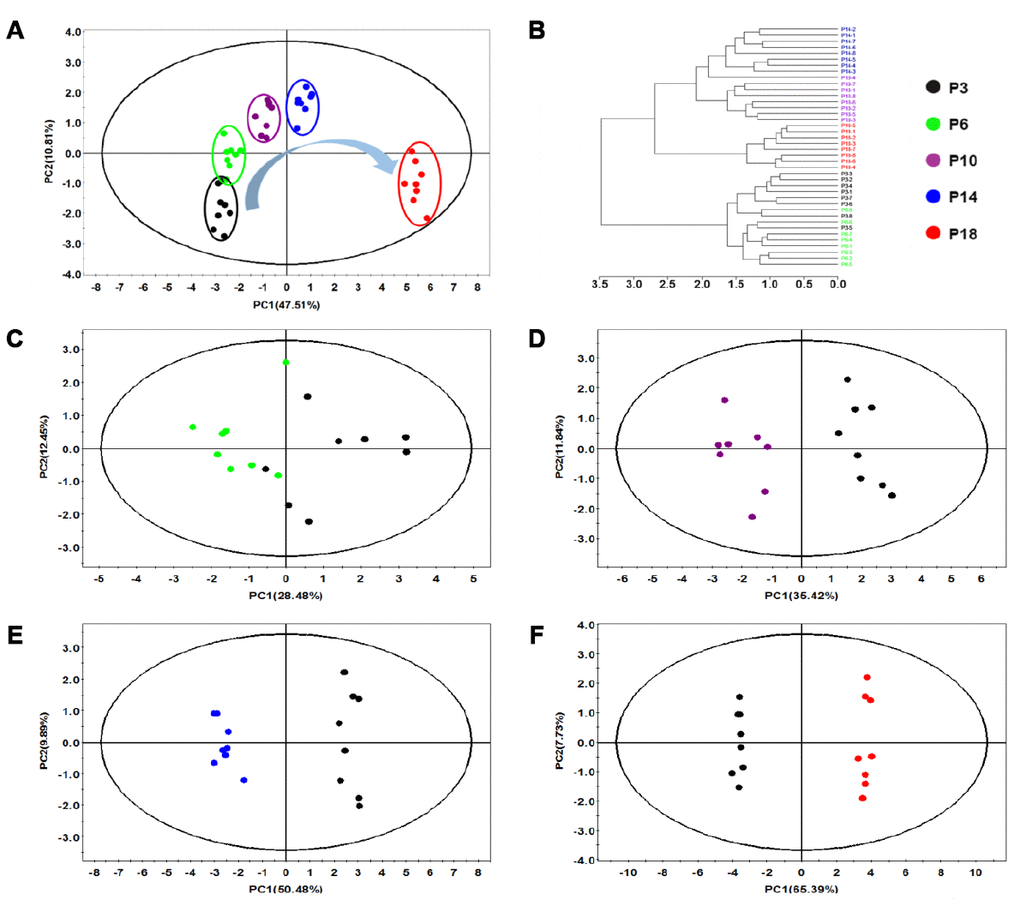 Multivariate analysis of changed metabolic profiles of HUVEC cells during continued passaging. (A) PCA scores plot of 1H NMR data obtained from the five groups of cells. (B) Hierarchical cluster analysis of the five groups of cells. (C–F) Pair-wise PCA scores plots of P6 cells vs. P3 cells (C), P10 cells vs. P3 cells (D), P14 cells vs. P3 cells (E), P18 cells vs. P3 cells (F).