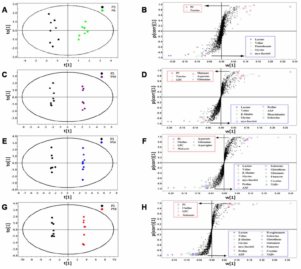 Identification of significant metabolites primarily responsible for distinguishing metabolic profiles of the four groups of HUVEC cells from the P3 group. (A–H) OPLS-DA scores plots and corresponding S-plots of P6 vs. P3 (A and B), P10 vs. P3 (C and D), P14 vs. P3 (E and F), P18 vs. P3 (G and H). Each point in the OPLS-DA scores plots represents a cell sample. Each dot in the S-plots denotes a bin. Bin points with |w [1] | > 0.06, |p(corr) [1] | > 0.75 and VIP ≥ 1.00, were identified to be significant metabolites. The identified metabolites showed in the red/blue rectangle represent significantly up-regulated/down-regulated metabolites in the four groups of cells relative to the P3 group.