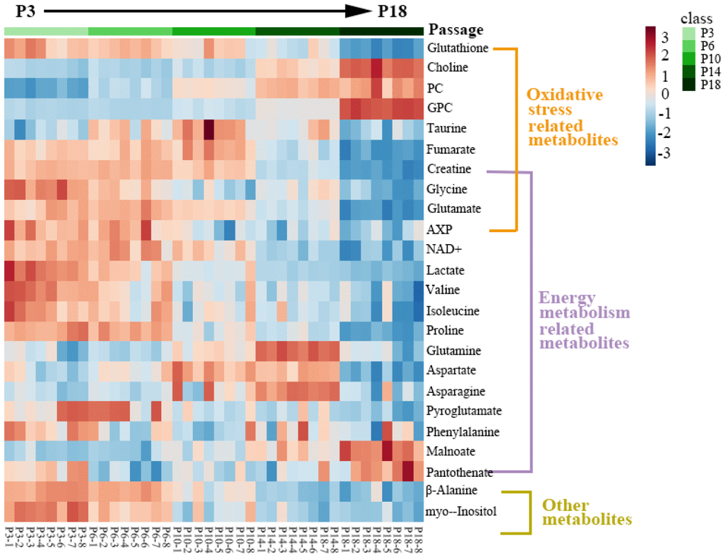 Heatmap of significant metabolites in the five groups of HUVEC cells. The significant metabolites were identified from the OPLS-DA S-plots of the four groups of cells vs. the P3 group. Red/blue colors indicate increased/decreased metabolite levels.