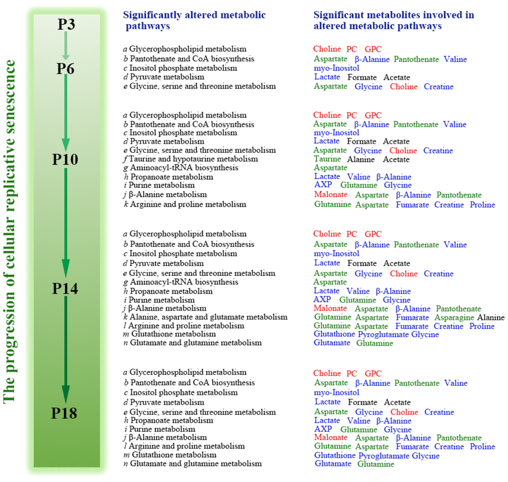 Schematic representation of significantly altered metabolic pathways associated with the four groups of HUVEC cells compared with the P3 group. Red, blue and black colors represent significantly increased, decreased and substantially unchanged metabolites during the progression of cellular replicative senescence relative to the early P3 passage. Green colors denote the metabolites with increasing tendencies followed by decreasing tendencies, or those with the contrary changing trends.