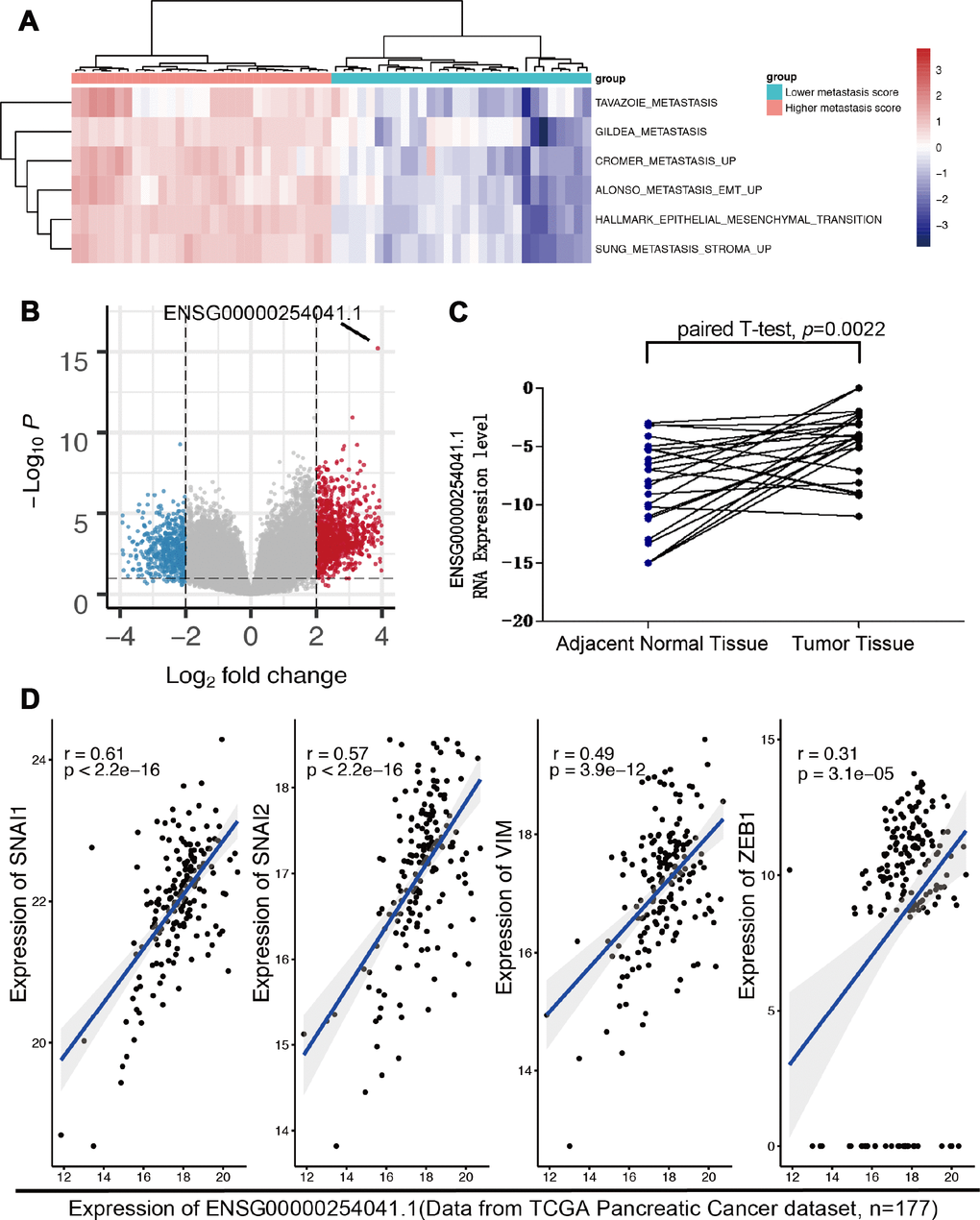 The expression of ENSG00000254041.1 in PC and adjacent normal tissues. (A) Reanalyzing the RNA-seq data from TCGA PC patients with either high or low epithelial-mesenchymal transition (EMT) signature scores. (B) ENSG00000254041.1 was the top-ranked molecule of the different LncRNA between the two groups. (C) Expression levels of ENSG00000254041.1 were performed in 24 paired tumor and matched normal tissue samples. (D) A positive correlation between ENSG00000254041.1 and individual gene transcripts related to EMT.