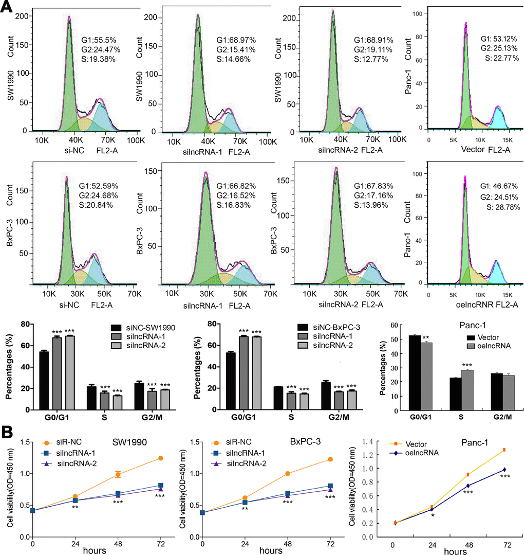 ENSG00000254041.1 promotes cell cycle and cell proliferation in PC cells. (A) Knockdown of the ENSG00000254041.1 expression decreased the percentage of S-phase and increased G0/G1 phase cell in both of SW1990 and BxPC-3 cells, while overexpression of ENSG00000254041.1 in Panc-1 cells resulted in the opposite effects. (B) Downregulation of ENSG00000254041.1 inhibited proliferation of SW1990 and BxPC-3, while overexpression of ENSG00000254041.1 promoted Panc-1 cells proliferation. Three samples in each group. *p p p 