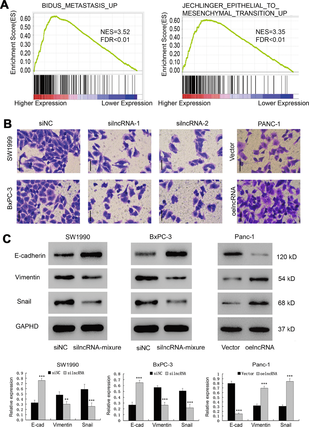 ENSG00000254041.1 drives Epithelial-Mesenchymal Transition (EMT). (A) GSEA analysis revealed that ENSG00000254041.1 expression associated with the EMT pathway. (B) Decreased expression of ENSG00000254041.1 in SW1990 and BxPC-3 cells significantly reduced their invasive capacity, while overexpression of ENSG00000254041.1 promoted Panc-1 cells invasion, as measured by a transwell assay. (C) Western blot analysis confirmed that a set of EMT-related proteins was affected by ENSG00000254041.1. Three samples in each group. **p p 