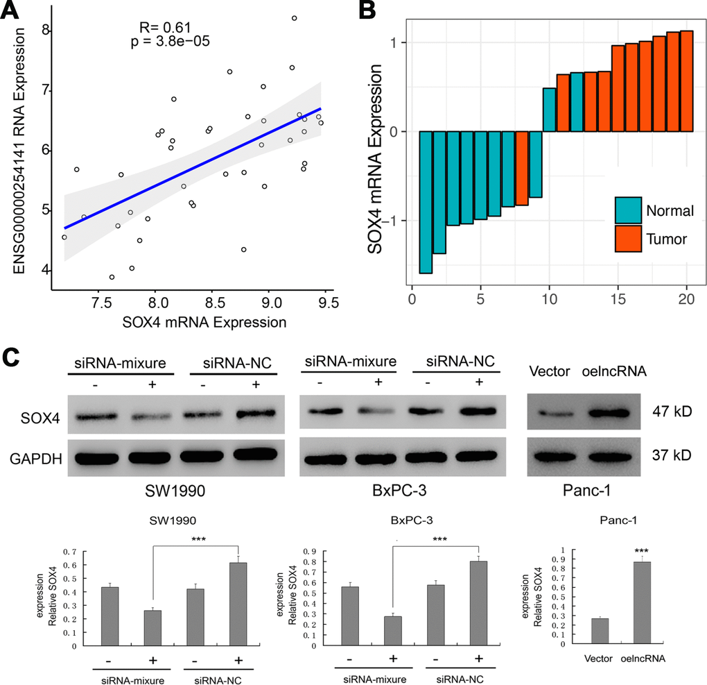 Regulation of the SOX4 expression by ENSG00000254041.1. (A) Correlation analysis between the expression of ENSG00000254041.1 and SOX4 in the “Liao Metastasis” pathway. (B) SOX4 expression levels were examined in 10 paired PC tissues and their adjacent non-neoplastic tissues by RT-PCR. (C) ENSG00000254041.1 affected the expression of SOX4 protein in the PC cell lines. Three samples in each group. ***p 
