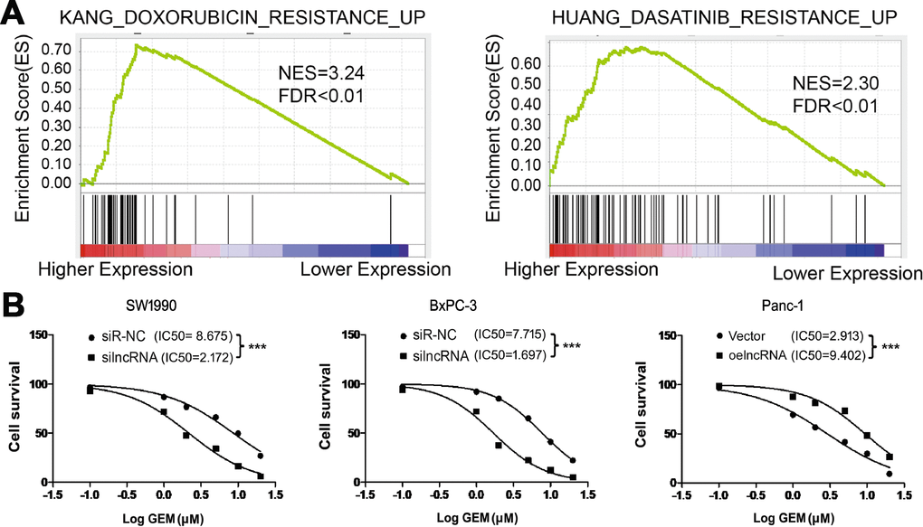 ENSG00000254041.1 increase the chemoresistance of PC cells to gemcitabine in vitro. (A) GSEA analysis revealed that ENSG00000254041.1 expression associated with the multi-drug resistance. (B) Knockdown of ENSG00000254041.1 decreased the IC50 values of GEM in SW1990 and BxPC-3 cells, and overexpression of ENSG00000254041.1 in Panc-1 cells increased the IC50 values of GEM. ***p 