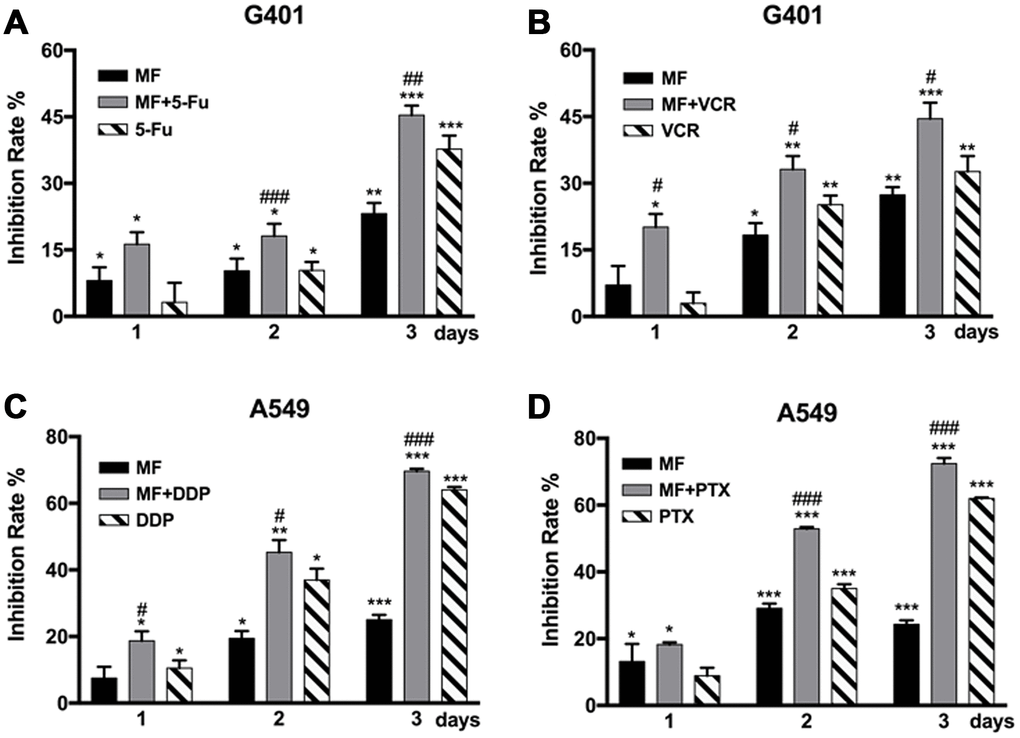 MF exposure sensitized tumor cells to chemotherapy. (A, B) G401 cells were treated by 5-fluorouracil (5-FU, 1.5 μM) or by vincristine (VCR, 2 nM) for 3 days, with or without daily MF exposure for 2 h. (C, D) A549 cells were treated by cisplatin (DDP, 2.5 μM) or by paclitaxel (PTX, 0.5 nM) for 3 days, with or without daily MF exposure for 2 h. Inhibition rates were calculated based on cell viability assays. Results are expressed as mean ± SD (n=5). *: P