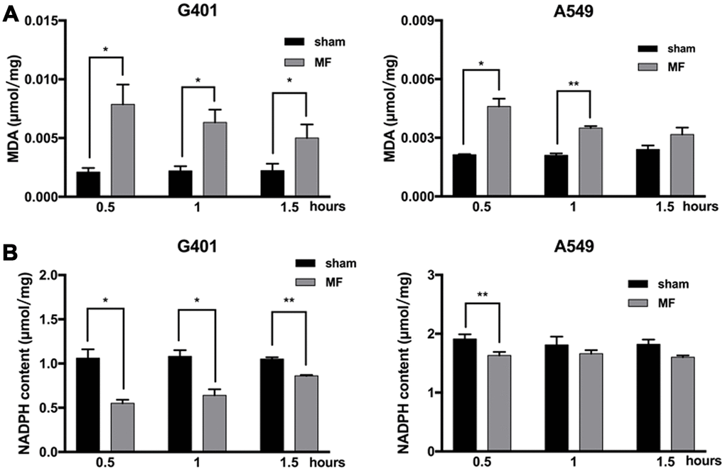Oxidative stress following MF exposure. G401 and A549 cells were subjected to MF exposure for 0.5, 1 or 1.5 h. (A) MDA content as indicator of lipid peroxidation. (B) NADPH content as indicator of antioxidative capacity. Data are expressed as mean ± SE from 3 independent experiments (n=5 in each experiment). *: P