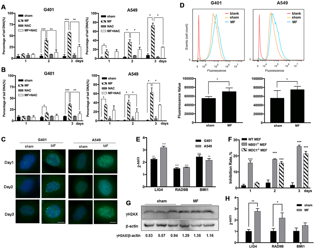 ROS-induced DNA damage and activation of DNA repair pathways following MF exposure. G401 and A549 cells were subjected to MF or sham exposure, 2 h daily for 3 consecutive days, with or without incubation with NAC (1 mM). (A, B) Percentage of tail DNA detected by alkaline (A) and neutral (B) Comet assays. (C) Subcellular localization of γH2AX in G401 and A549 cells. Scale bar= 5 μm. (D) Expression of DNA-PKCs protein in G401 and A549 cells with MF exposure (MF) or sham exposure (sham) on day 2, detected by flow cytometry analysis (n=3). *: PE) mRNA expression of genes in DNA repair system including LIG4, RAD9B and BMI1 in G401 and A549 cells. Asterisk indicates comparison with sham exposure (n=3). (F) WT and MDC1 or NBS1 deficient MEF cells were subjected to the same MF exposure protocol. Inhibition rates were calculated from number of viable cells. Data are expressed as mean ± SE from 3 independent experiments (n=5 in each experiment). Asterisk indicates comparison with WT-MEF. (G, H) G401 nephroblastoma was established in nude mice. Expression of γH2AX protein (G) and selected genes from the DNA repair system (H) are shown (n=3). *: P