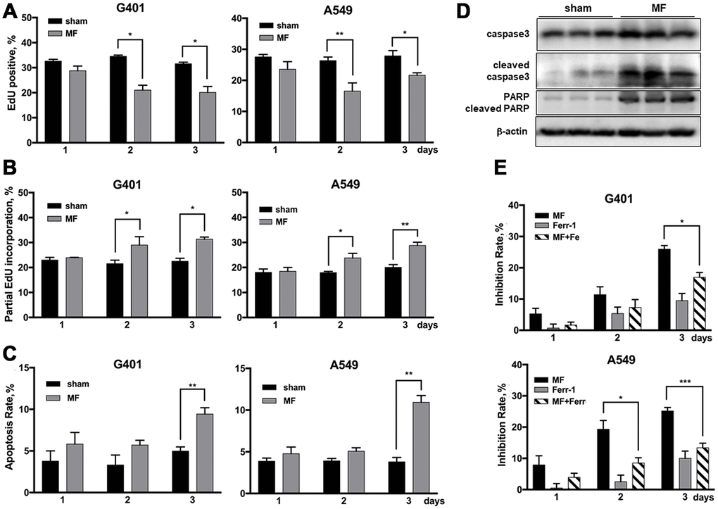 Cell fate following MF exposure. G401and A549 cells were subjected to MF or sham exposure, 2 h daily for 3 consecutive days. (A, B) EdU incorporation assay to detect the ratio of EdU positive nuclei (A), and ratio of nuclei with partial EdU incorporation (B). (C) Cell apoptosis rates measured by flow cytometry. (D) Expression of PARP and caspase 3 (precursor and cleaved forms) in G401 nephroblastoma xenografts established in nude mice. (E) Ferroptosis detected by co-incubation with ferrostatin-1 (Fer-1, 0.5 μM, 12 h per day) together with MF exposure in G401 and A549. Results are expressed as mean ± SE from 3 independent experiments (n=5 in each experiment). *P 