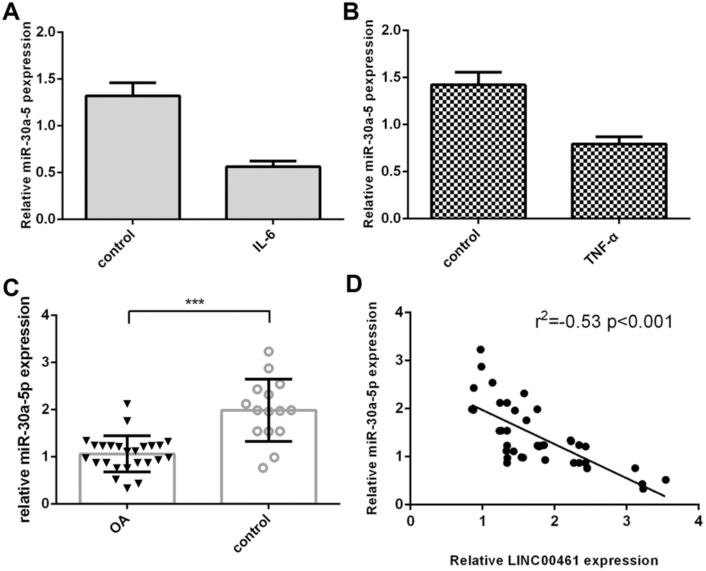The expression of miR-30a-5p was downregulated in OA tissues. (A) IL-6 inhibited the expression of miR-30a-5p in chondrocytes. (B) TNF-α suppressed miR-30a-5p expression in chondrocytes. (C) The expression of miR-30a-5p was lower in OA tissues than in normal samples. (D) The expression level of miR-30a-5p in OA tissues was negatively correlated with LINC00461 expression. ***p