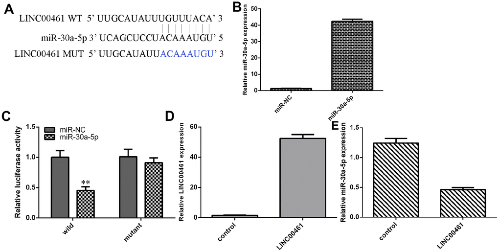 LINC00461 directly interacted with miR-30a-5p in chondrocytes. (A) There are complementary binding sites in the 3′-UTR (untranslated region) between LINC00461 and miR-30a-5p. (B) The expression of miR-30a-5p was upregulated in chondrocytes treated with miR-30a-5p mimics. (C) Overexpression of miR-30a-5p decreased the luciferase activity of WT-LINC00461 (wild type) but not Mut-LINC00461. (D) The expression of LINC00461 was analyzed by using qRT-PCR assay. (E) Elevated expression of LINC00461 suppressed the expression of miR-30a-5p in chondrocytes. **p