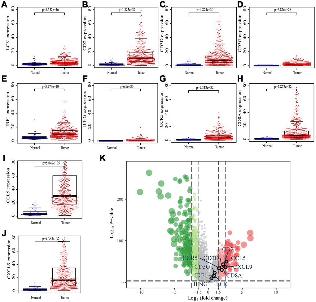 Differential expression of the hub genes in transcriptional data of TCGA. (A) LCK, blue dots represent normal tissue and red dots represent tumor tissue. The y-axis shows the expression value of the gene. (B) CD2. (C) CD3D. (D) CD3G. (E) IRF1. (F) IFNG. (G) CCR5. (H) CD8A. (I) CCL5. (J) CXCL9. (K) The volcano plot of differentially expressed genes. Red dots indicate overexpression genes, green dots indicate low expression genes, and black circles represent hub genes.