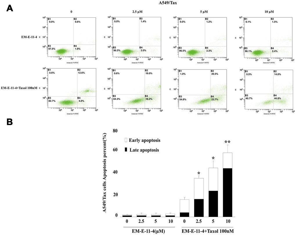 Apoptosis as detected by Annexin V-FITC/PI binding assay (48 h) in A549/Tax cells. (A) Apoptosis induction by EM-E-11-4 (2.5, 5, and 10 μM) combined with or without 100 nM paclitaxel in A549/Tax cells. (B) The percent apoptosis in A549/Tax cells. Columns represent the means±SD values for apoptotic cells obtained from three individual experiments. * pp