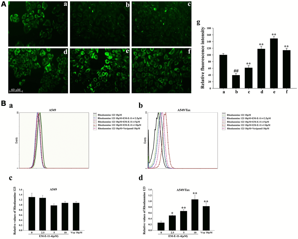 Effects of EM-E-11-4 on the accumulation of Flutax-1 and Rhodamine 123 in A549 and A549/Tax cells. (A) Effects of EM-E-11-4 on the accumulation of Flutax-1 in A549 and A546/Tax (×100) cells. (A-a) 5 μM Flutax-1 in A549 cells; (A-b) 5 μM Flutax-1 in A549/Tax cells; (A-c) 5 μM Flutax-1 and 2.5 μM EM-E-11-4 in A549/Tax cells; (A-d) 5 μM Flutax-1 and 5 μM EM-E-11-4 in A549/Tax cells; (A-e) 5 μM Flutax-1 and 10 μM EM-E-11-4 in A549/Tax cells; (A-f) 5 μM Flutax-1 and 10 μM verapamil in A549/Tax cells; (A-g) quantitative data for the fluorescence intensity. ## ppB) Effects of EM-E-11-4 ond the accumulation of Rhodamine 123 in A549 and A549/Tax cells. (B-a) The levels of Rhodamine 123 assayed by flow cytometry in A549 cells; (B-b) The levels of Rhodamine assayed by flow cytometry in A549/Tax cells; (B-c) The relative values of Rhodamine 123 in A549 cells; (B-d) The relative values of Rhodamine 123 in A549/Tax cells. Columns represent the means±SD values for Rhodamine 123 obtained from three individual experiments. * pp