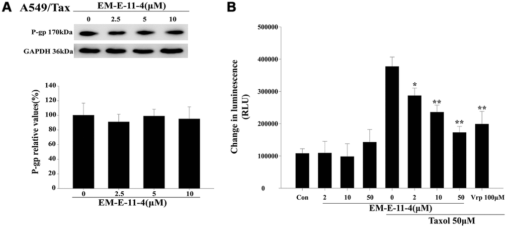 EM-E-11-4 inhibited the P-gp ATPase activity. (A) A549/Tax cells were treated with EM-E-11-4 (2.5, 5, and 10 μM) for 48 h, and P-gp was determined by Western blot analysis. (B) A luminescent assay for P-gp ATPase activity was performed according to the Pgp-GloTM Assay System instructions. ATP consumption in the presence EM-E-11-4 (2, 10, and 50 μM) combined with or without paclitaxel. Con: control; Vrp: verapamil. Columns represent the means±SD values for the luminescent change obtained from three individual experiments * pp