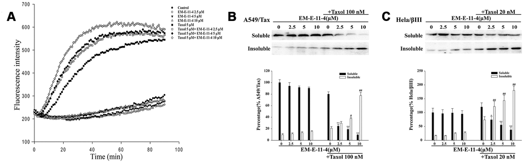 EM-E-11-4 enhanced the effect of paclitaxel-induced tubulin polymerization in vitro. (A) Tubulin polymerization assay. Purified porcine tubulin in reaction buffer was incubated at 37°C with GTP in the absence or presence of the indicated agents. Tubulin polymerization was measured using a fluorescence microplate reader (ex = 370 nm, em = 445 nm) every 1 min for 60min. (B) A549/Tax cells were treated with EM-E-11-4 (2.5, 5, and 10 μM) and/or 100 nM paclitaxel for 48 h. Then, the soluble tubulin and insoluble tubulin were isolated, and the levels of α-tubulin were determined the by Western blot analysis. (C) Hela/βIII cells were treated with EM-E-11-4 (2.5, 5, and 10 μM) and/or 100 nM paclitaxel for 48 h. Then, the soluble tubulin and insoluble tubulin were isolated, and the levels of α-tubulin were determined by Western blot analysis. Columns represent the means±SD values for protein levels obtained from three individual experiments. * pppp