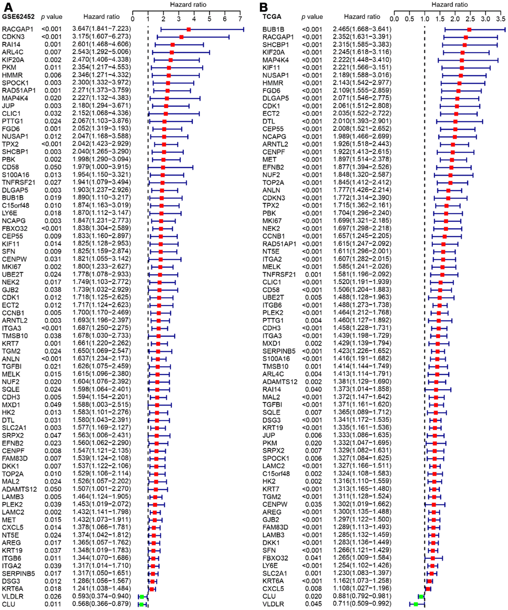 Forest plots visualizing the HRs of 76 prognostic DEGs identified by univariate Cox analysis of GSE62452 (A) and TCGA (B). The first three columns display the gene name, p value, and HR and 95% CI, respectively. In the forest plot, protective associations are shown in green and risk factors are shown in red.