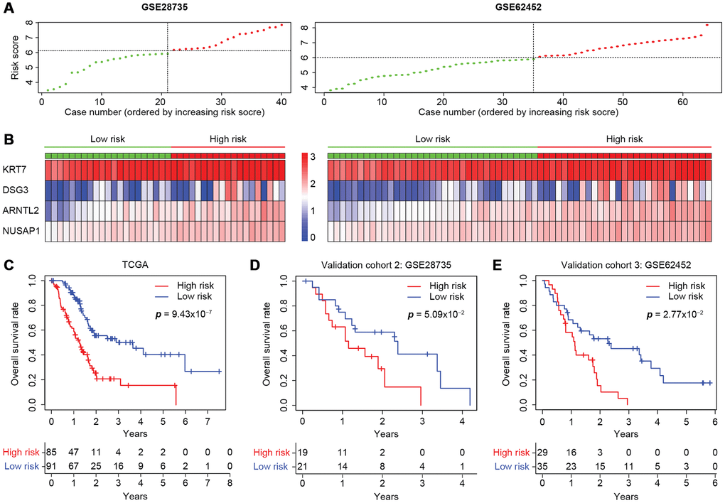 Validation of the four-gene model in two independent microarray datasets. (A) The risk score distribution in the GSE28735 and GSE62452 cohorts. (B) Heatmap displaying the levels of the four genes in the high- and low-risk groups. The color of each case corresponds to the log2FC of the gene level, as shown in the key. (C–E) Kaplan-Meier survival plots of high- or low-risk patients in the cohorts from TCGA (C), GSE28735 (D) and GSE62452 (E). The number of patients remaining at a particular timepoint is shown at the bottom.