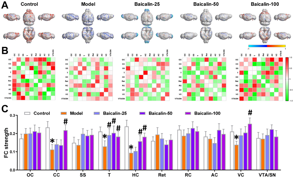 Oral Baicalin supplementation restores brain functional connectivity in repeated cerebral ischemia-reperfusion model mice. (A) Virtual graphics show brain functional connectivity (FC) in control, model, and baicalin-treated model group mice. (B) The mean FC matrices show the strength of functional connectivity between pairs of brain regions in control, model, and baicalin-treated model group mice. The color scale represents the strength of the functional connectivity. (C) The mean functional connectivity strength per brain network for control, model, and baicalin-treated model group mice is shown. Note: * denotes Pt-tests; # denotes P