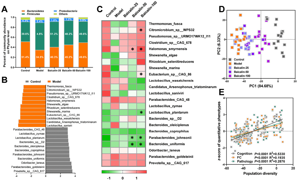 Baicalin remodels gut microbiota in repeated cerebral ischemia-reperfusion model mice. (A) Metagenomic assay analysis of the stool samples to determine the phyla of gut microbiota in control, model, and Baicalin-treated model group mice. (B) The most abundant gut microbial species levels in control, model, and baicalin-treated model group mice, as analyzed by linear discriminant analysis (LDA) coupled with effect size measurements are shown. The enriched taxa in the model and control group mice are indicated based on negative (orange) and positive (gray) scores, respectively. Also shown is the significant threshold LDA value of >3. (C) Heat map of the metagenomic analyses of gut microbial species in the stool samples of control and model group mice are shown. The red and green color codes represent high and low values, respectively. (D) Principal component analysis (PCA) scores of the gut microbial species in the stool samples of control and model group mice are shown. (E) Spearman correlation analysis shows the association between PCA scores and the behavioral profile, brain FC strength, and hippocampal neuron spasticity in control and model group mice. Note: * denotes P