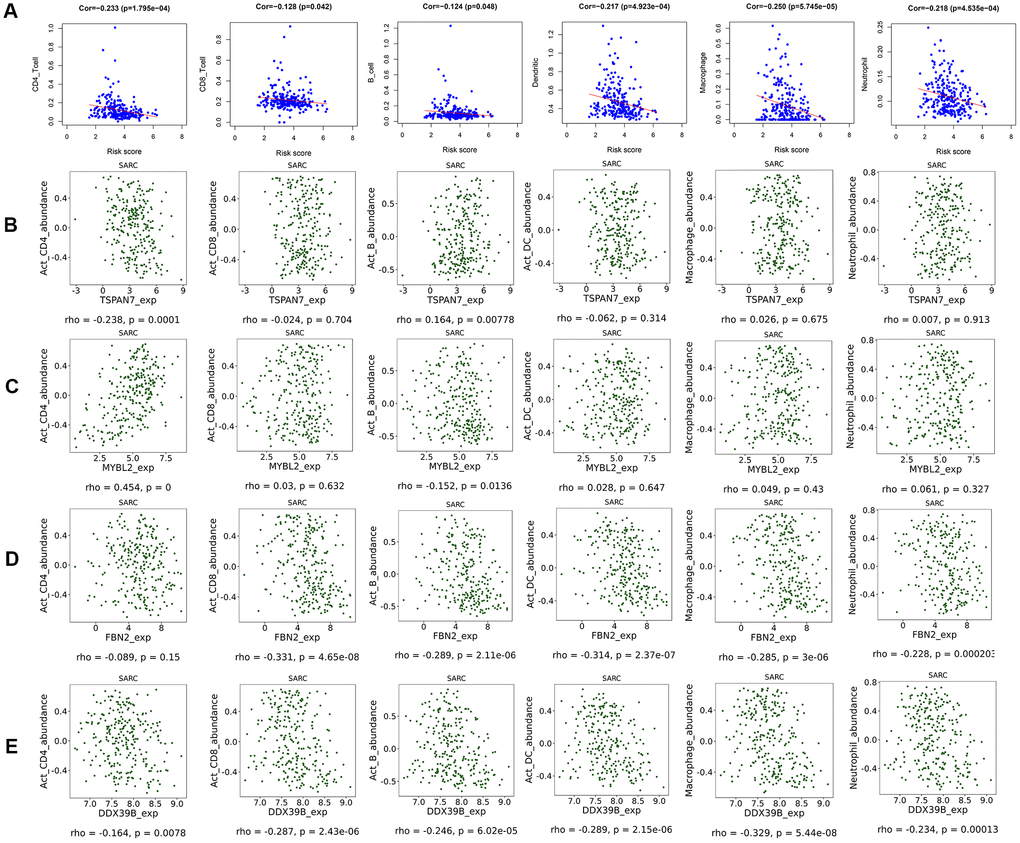 Scatter diagram of the relationship between immune cell infiltration, risk scores, and key gene expression. (A) Relationships between immune cell infiltration and risk scores. (B) Relationships between immune cell infiltration and expression of the TSPAN7 (B), MYBL2 (C), FBN2 (D), and DDX39 (E) genes.