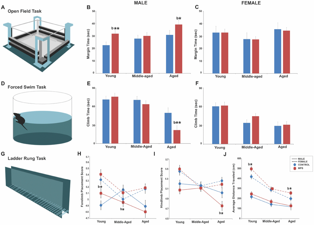 MPS modifies the emotional and sensorimotor phenotype across the lifespan. (A–C) MPS increased anxiety-like behaviours in young and aged males, but not in females. (D–F) MPS exacerbated the age-associated reduction in learned helplessness. (G–I) MPS induced sex- and age-specific effects in fore- and hindlimb skilled limb use. (J) Females showed higher locomotor activity than males at all ages. Asterisks indicate significances: *p