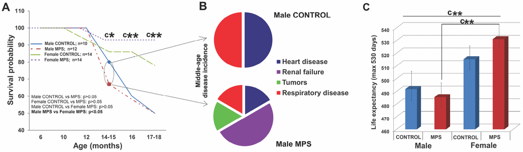 MPS determines sex-specific morbidity and mortality. (A) MPS males were more likely to die prematurely than any other group (at 14-15 months). (B) Midlife premature death in MPS males was linked to higher disease risk for renal failure, heart and respiratory disease and tumors. (C) Life expectancy with 530 days maximum endpoint. Asterisks indicate significances: *p