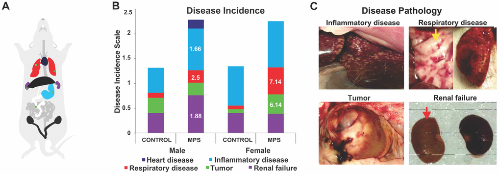 MPS alters disease incidence across the lifespan. (A) Diagram illustrating the colour code of organ pathophysiological changes. (B) Disease incidences as represented by respective colours. The relative risk (RR) in white letters indicates diseases prevalence in relation to CONTROLs. (C) Photographs of disease pathology in MPS animals, illustrating enlarged spleen, alveoli changes in lung disease (yellow arrow), abdominal tumor, and kidneys linked to renal failure (red arrow).
