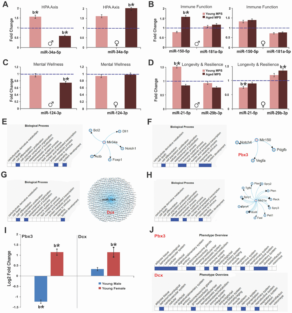MPS raises age-associated stress vulnerability via sex-specific miRNA and mRNA expression. Fold change of miRNA and mRNA expression as determined by deep sequencing of prefrontal cortex. (A) Expression of miR-34a, (B) miR-150 and miR-181a, (C) miR-124, (D) miR-29b indicate MPS-programming of aging trajectories. Biological processes and miRNA targets are shown for (E) miR-34a, (F) miR-150, (G) miR-124, and (H) miR-21. (I) Sex-specific changes in the expression of pre-B-cell leukemia transcription factor 3 (pbx3) and doublecortin (dcx) genes as a function of age. (J) Phenotype overview of pbx3 and dcx as per MDB database. All data are represented as log change relative to CONTROL levels. Blue, dashed line indicates age-specific CONTROL levels. Asterisks indicate significances: *p