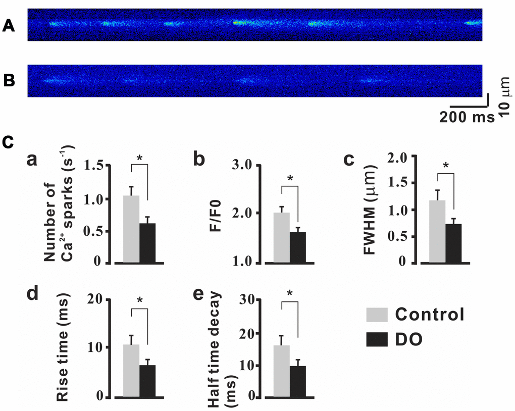 Reduced properties of Ca2+ sparks in detrusor myocyte from DO model rats. (A, B) Confocal linescans of representative Ca2+ sparks in detrusor myocyte from unafflicted control (A) and DO afflicted (B) rats. (C) Summary data for Ca2+ spark related properties. Ca2+ spark frequencies decreased in detrusor myocytes of DO afflicted samples (a). Similarly, F/F0 (b), FWHM (c), rise time (d), and half-time decay (e) all were found to have been significantly reduced in DO afflicted myocytes. We used unpaired t tests for comparisons between treatment groups. VS control *P