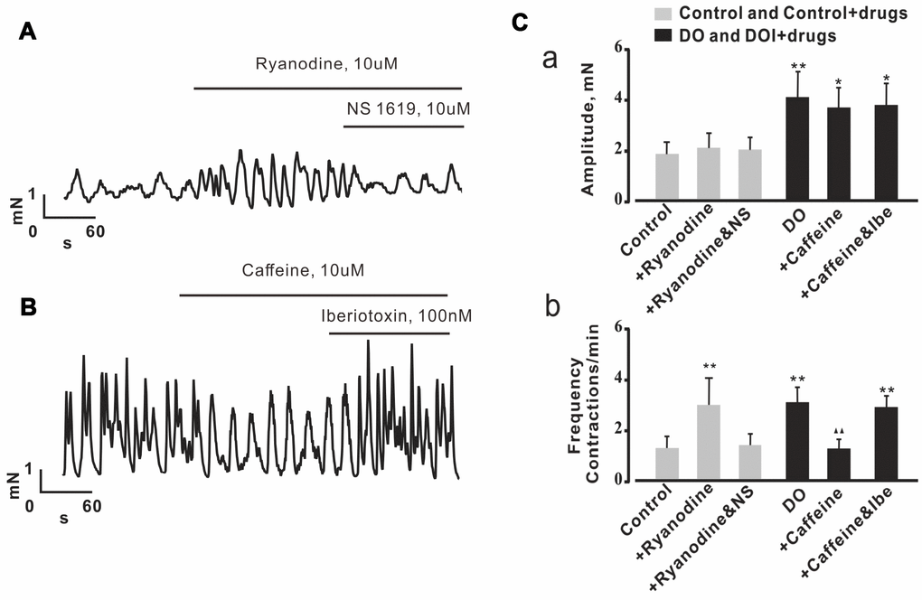 Effects of Ca2+ spark regulators on detrusor contractions were reversed by the regulation of BK channels in both control and DO detrusor strips. (A, B) Representative spontaneous contractions recorded in control (A) and DO (B) bladder strips after exposure to ryanodine (Ca2+ spark antagonist), caffeine (Ca2+ spark agonist), NS1619 (BK channel agonist) and iberiotoxin (BK channel antagonist). (C) Summary data for A and B, Frequency of spontaneous contractions was significantly increased by application of ryanodine in examinations of control detrusor strips and was decreased by caffeine in examinations of DO afflicted detrusor strips. The effects of ryanodine and caffeine on detrusor contractions were found to have been reversible by way of application of NS1619 or of iberiotoxin, respectively based upon examinations of the data from control and DO detrusor strips. We used one-way ANOVA for comparisons between treatment groups. VS control, *P 