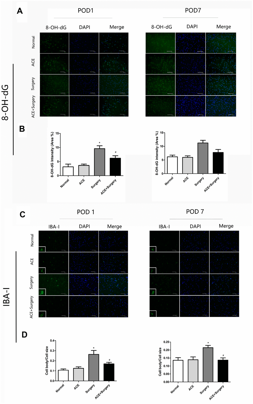 Surgery-induced ROS overproduction and IBA-1 activation in the hippocampus were suppressed by acetate administration (n=5). (A) Green fluorescence indicates 8-OH-dG levels on POD 1 and POD 7. (B) Bar graphs display the quantification of 8-OH-dG in the hippocampus. (C) Representative images of IBA-1 expression on POD 1 and POD 7. (D) Bar graphs indicate the cell body/cell size of IBA-1-labeled microglia in the four groups. Data are expressed as the mean±SEM, *P