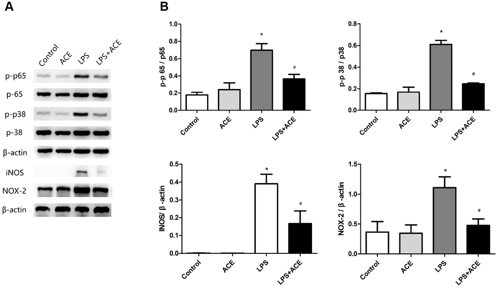 Changes in inflammatory signaling pathways and oxidative stress markers in BV2 cells (n=5). (A) Representative bands display the protein levels of p-p65, p-p38, iNOS and NOX2 in BV2 cells. The levels of p-p65 and p-p38 were detected 1 h after LPS stimulation, while the levels of iNOS and NOX2 were examined 24 h after LPS stimulation. (B) Bar graphs depict the quantification of p-p65/p65, p-p38/p38, iNOS/β-actin and NOX2/β-actin in BV2 cells. Data are expressed as the mean±SEM, *P