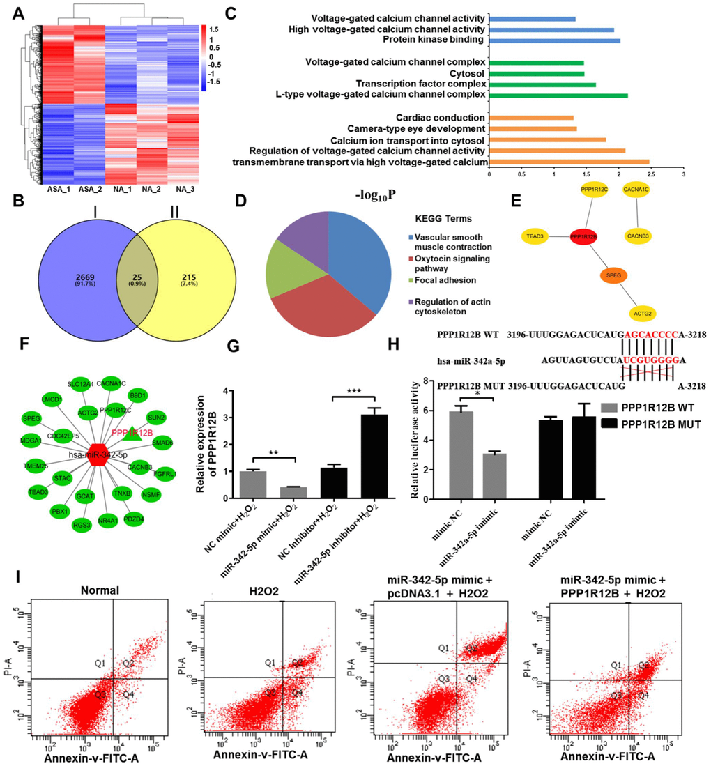 PPP1R12B was identified as a target of miR-342-5p according to bioinformatics analyses and test verification. (A) R cluster analysis of the differentially expressed mRNAs obtained from RNA-sequencing analysis. The red presents upregulated mRNAs and the blue indicates downregulated mRNAs. (B) The downregulated mRNAs in RNA-sequencing and the common genes from three databases (Miranda, PITA and RNAhybrid) were overlapped to obtain twenty-five genes. Circle I stands for the downregulated mRNAs in RNA-sequencing. Circle II represents the common genes obtained from Miranda, PITA and RNAhybrid databases. (C) GO terms and (D) KEGG signaling pathway enrichment analysis of twenty-five overlapped genes. (E) The hub genes extracted from twenty-five overlapped genes by Hubba plug-in according to degree score. (F) The network interaction between miR-342-5p and twenty-five overlapped genes was visualized by Cytoscape. The red shape node represents upregulated in atherosclerosis and the green shape node suggests downregulated in atherosclerosis. PPP1R12B as aimed mRNA is highlighted in red. (G) The effect of miR-342-5p on PPP1R12B expression in HUVECs’ lesion model was detected by qRT-PCR analysis. **, PPH) The target gene of miR-342a-5p, PPP1R12B, was identified by dual luciferase reporter gene assay. *, PI) HUVECs were co-transfected with miR-342-5p mimic and PPP1R12B overexpression vector, while pcDNA 3.1 was set as the control group, followed by treating with 1500 uM of H2O2. Their apoptotic rates were then analyzed by flow cytometry assay. miR-342-5p, microRNA-342-5p; mRNA, messenger RNA; GO, Gene ontology; KEGG, Kyoto Encyclopedia of Genes and Genomes; HUVECs, human umbilical vein endothelial cells; qRT-PCR, quantitative real-time polymerase chain reaction; NC, negative control.