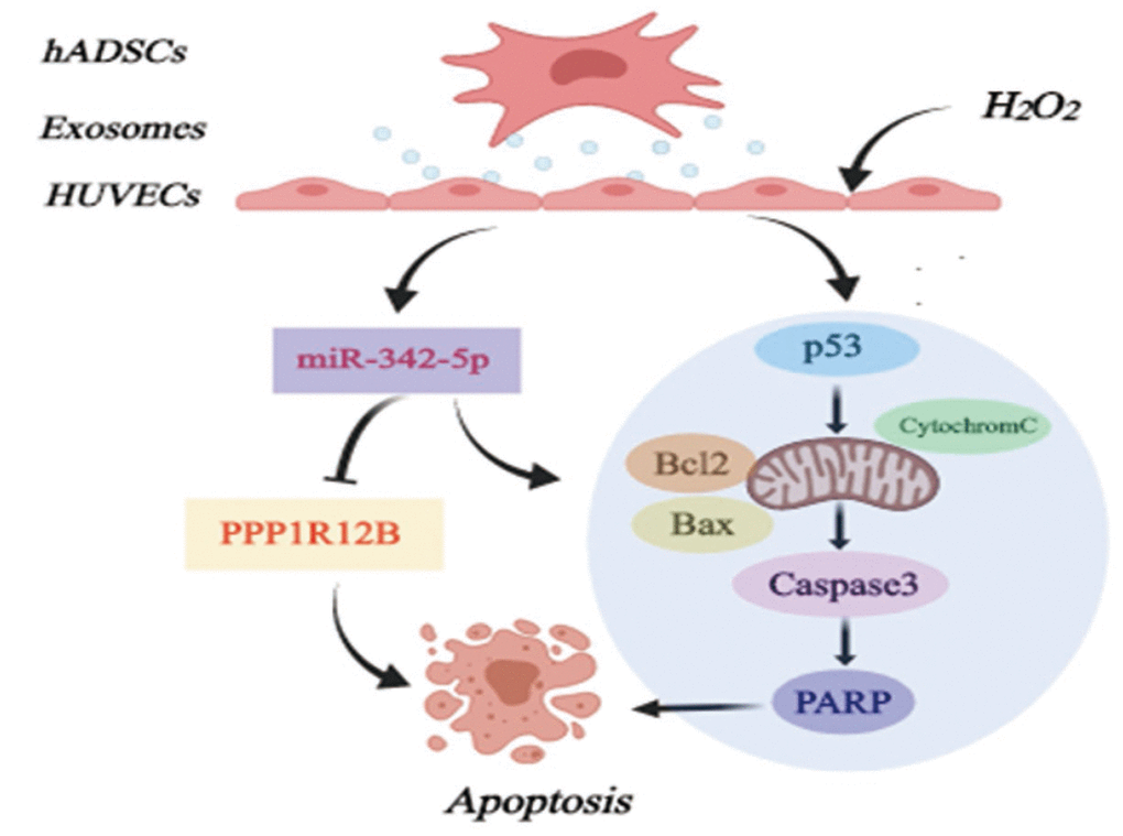 Diagram of possible mechanism of miR-342-5p mediated by ADSCs-derived exosomes in lesion model for HUVECs to affect atherosclerosis. hADSCs, human adipose-derived mesenchymal stem cells; miR-342-5p, microRNA-342-5p; HUVECs, human umbilical vein endothelial cells.
