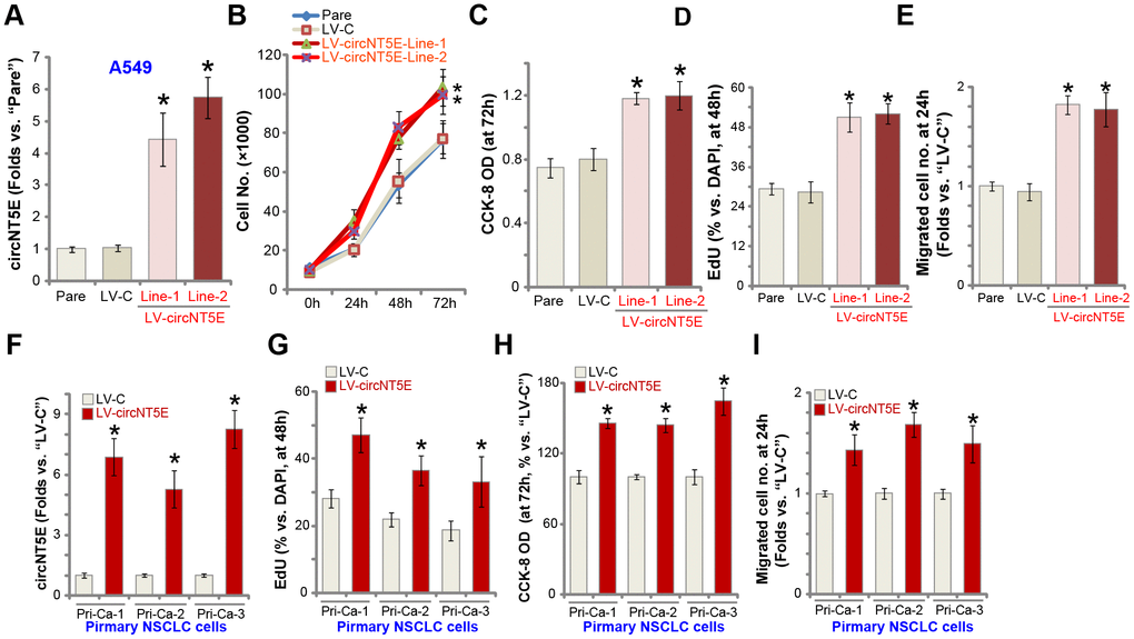 Ectopic overexpression of circNT5E promotes NSCLC cell growth, proliferation and migration. Stable A549 cells (A–E) or primary human NSCLC cells (Pri-Ca-1/-2/-3, F–I) with the lentiviral circNT5E expression construct (LV-circNT5E-Line-1/2, two lines) or the empty vector (LV-C) were cultured for applied time periods, circNT5E expression was tested by qPCR assays (A and F), cell growth (B), proliferation (C, D, G and H) and migration (E and I) were tested by the assays mentioned in the text. Error bars stand for mean ± standard deviation (SD, n=5). * P 